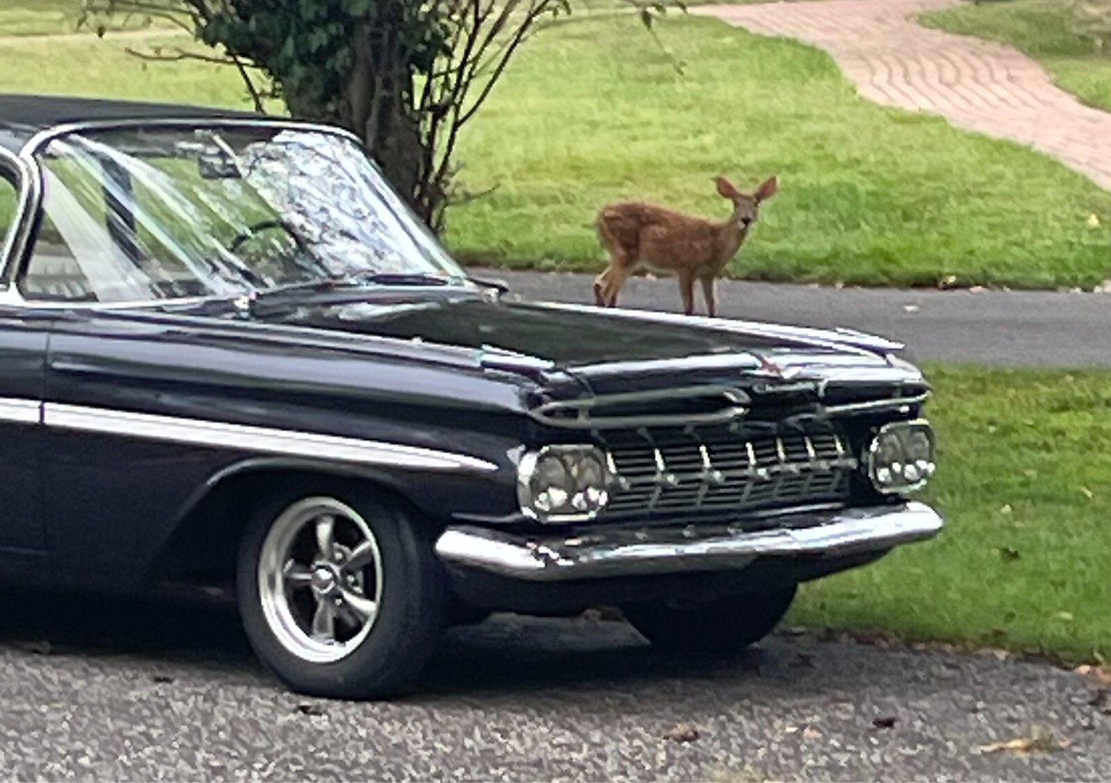 Black 1959 Chevrolet Bel Air/150/210 Coupe with White interior